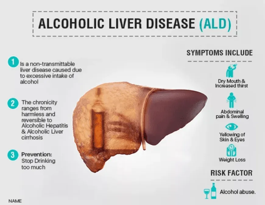 The Liver: A Complex Organ and the Spectrum of Its Diseases